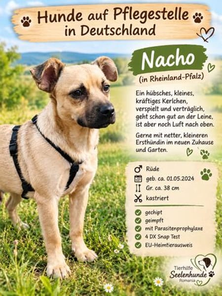 Nacho, ein süßer Rüde sucht eine Familie