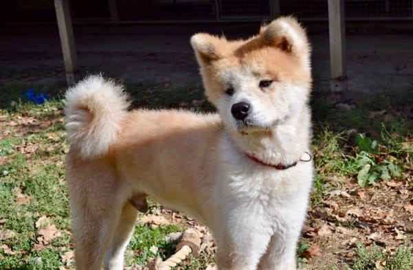 HACHI