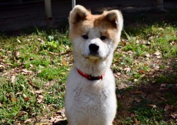 HACHI