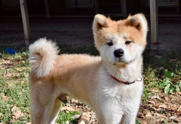 HACHI