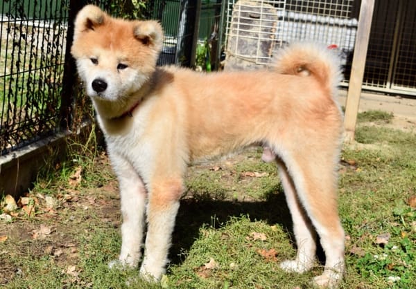 HACHI