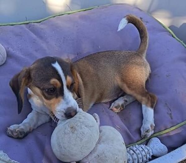 Bessy, kleines Herz sucht nach ihrer Familie