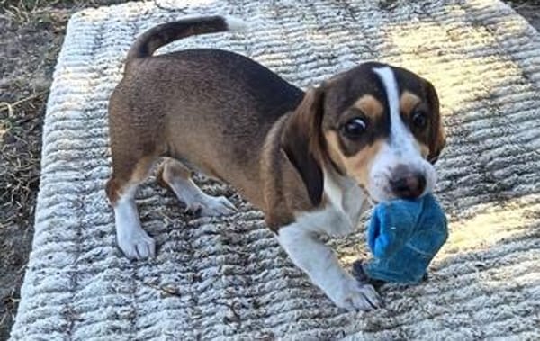 Bessy, kleines Herz sucht nach ihrer Familie