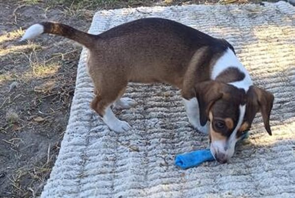 Bessy, kleines Herz sucht nach ihrer Familie