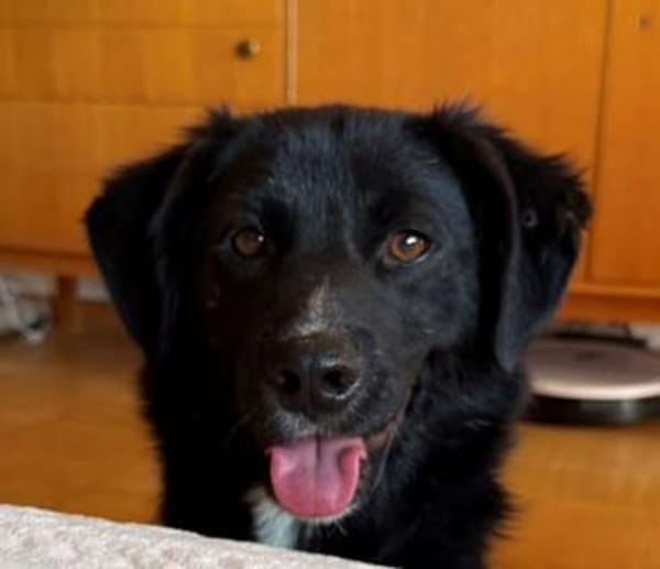 DASTY ° mit niedlichen weißen Söckchen und Teddyblick