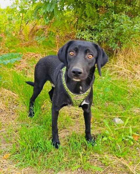 Labrador Mix Anton sucht ein Zuhause