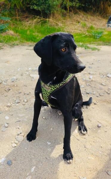Labrador Mix Anton sucht ein Zuhause