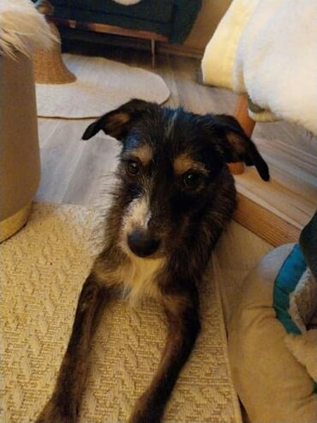 Moxie sucht ihre Familie
