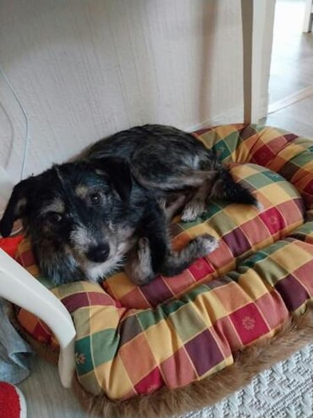 Moxie sucht ihre Familie