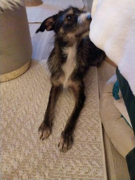 Moxie sucht ihre Familie