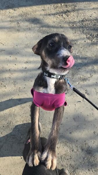 Moxie sucht ihre Familie