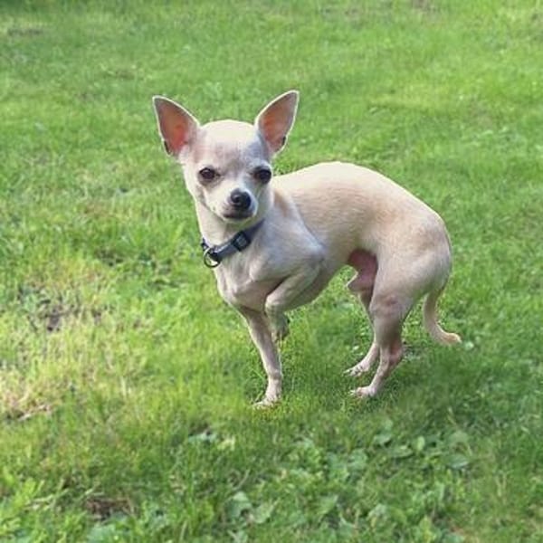 Ruhiger und zurückhaltender Chihuahua Clyde wartet in 49733