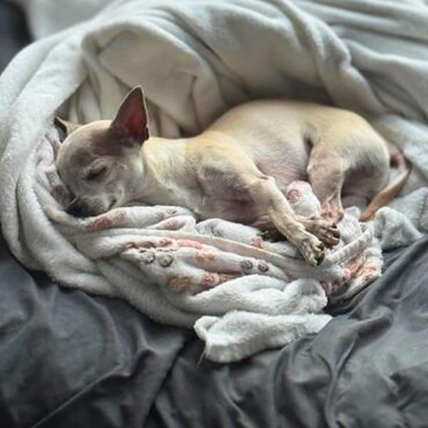 Ruhiger und zurückhaltender Chihuahua Clyde wartet in 49733