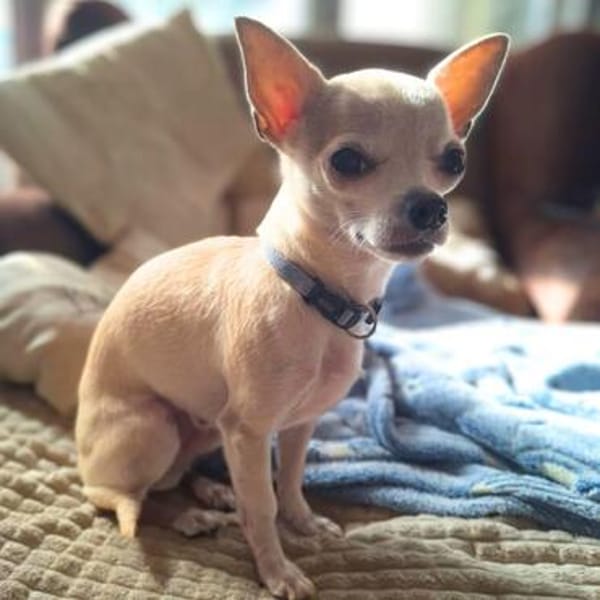 Ruhiger und zurückhaltender Chihuahua Clyde wartet in 49733