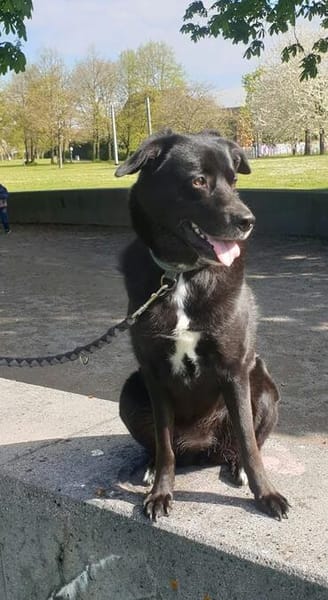 BIJOU-sucht dringend ein Zuhause-wartet in PLZ 75038