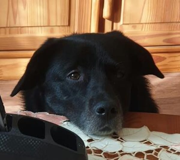 BIJOU-sucht dringend ein Zuhause-wartet in PLZ 75038