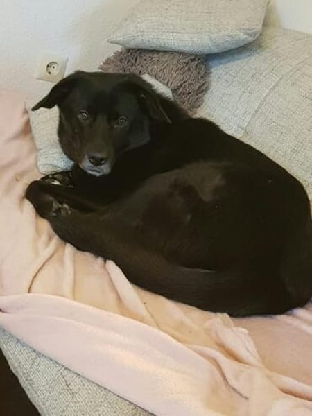 BIJOU-sucht dringend ein Zuhause-wartet in PLZ 75038