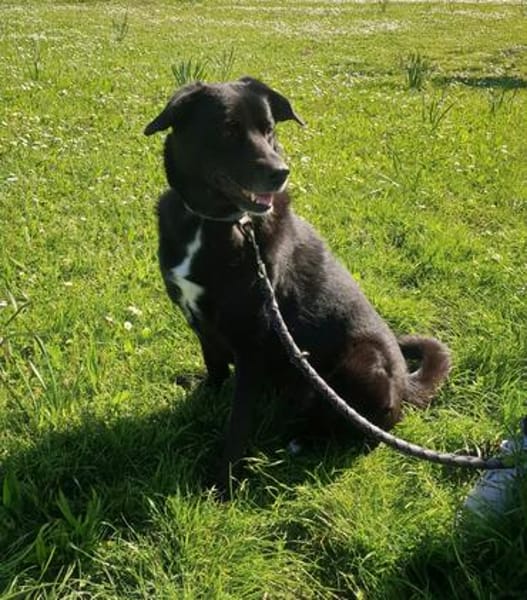 BIJOU-sucht dringend ein Zuhause-wartet in PLZ 75038