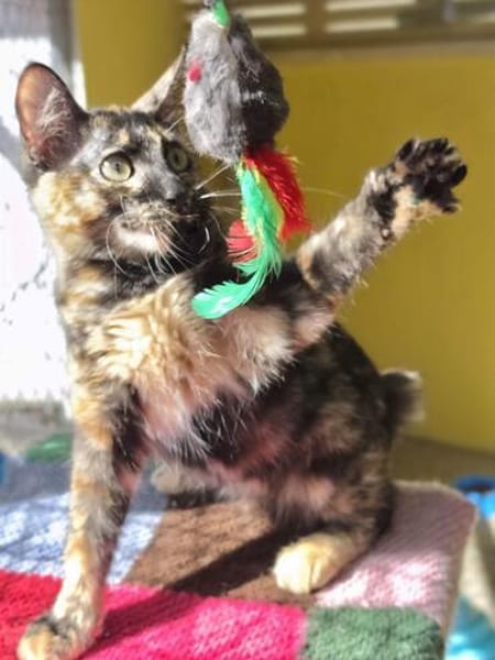 Liebe Katze Tina