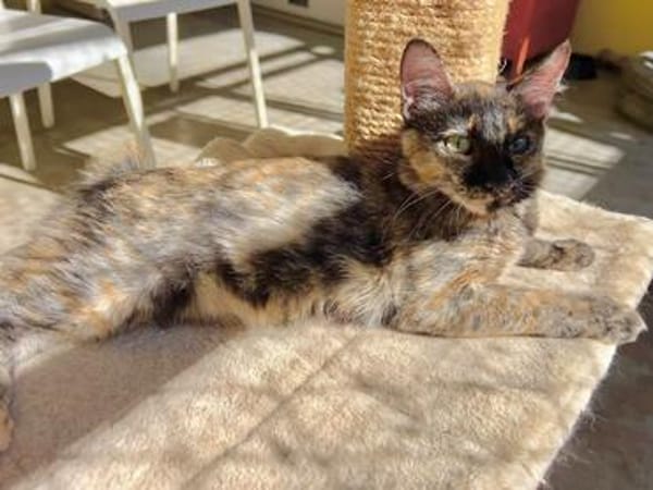 Liebe Katze Tina