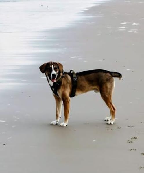 🐾 Charly sucht seinen besonderen Menschen
