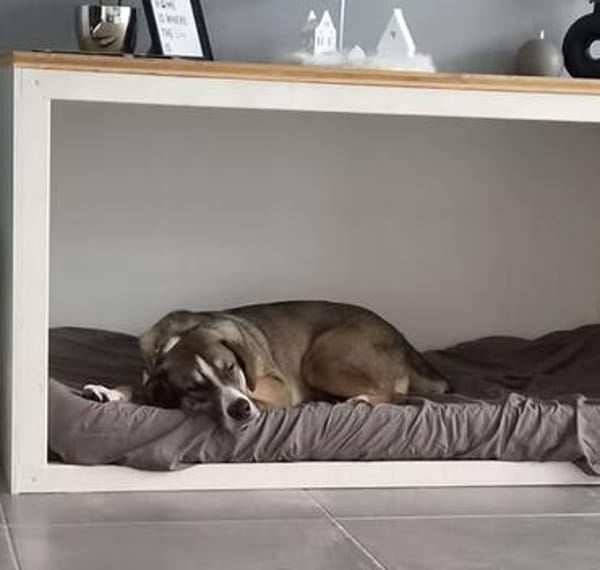 🐾 Charly sucht seinen besonderen Menschen