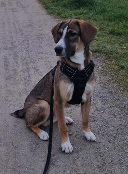 🐾 Charly sucht seinen besonderen Menschen