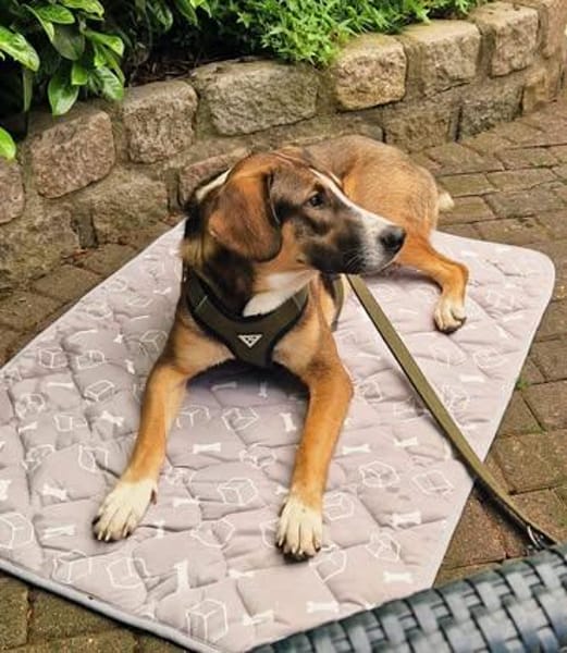 🐾 Charly sucht seinen besonderen Menschen