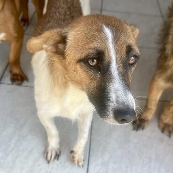 Chloey💕freundliche, aufgeschlossene Hündin