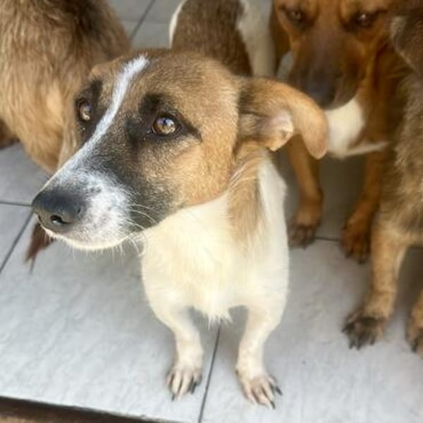 Chloey💕freundliche, aufgeschlossene Hündin