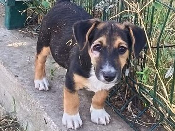Rudi, liebenswerter kleiner Mann sucht Zuhause