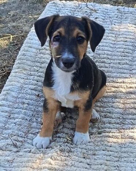 Rudi, liebenswerter kleiner Mann sucht Zuhause