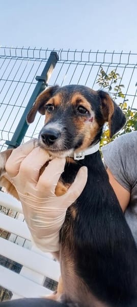 Rudi, liebenswerter kleiner Mann sucht Zuhause