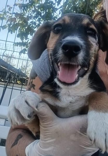 Rudi, liebenswerter kleiner Mann sucht Zuhause
