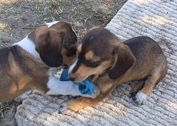 Jersey kleine Seele sucht ihr Zuhause
