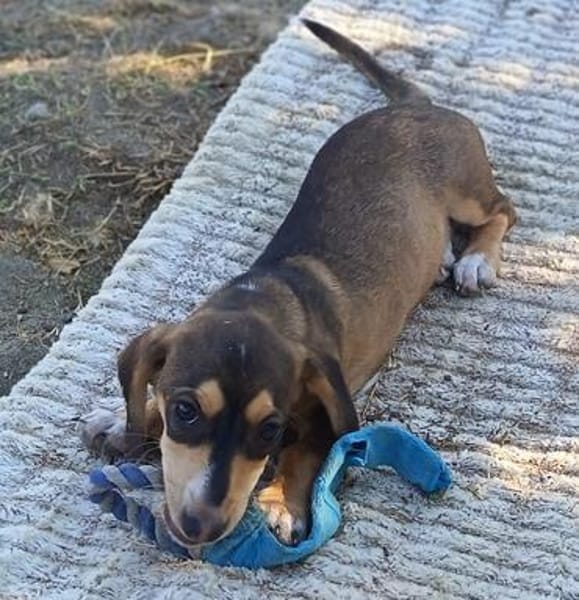 Jersey kleine Seele sucht ihr Zuhause