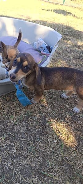 Jersey kleine Seele sucht ihr Zuhause
