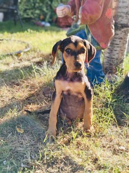 Kalina ein bezauberndes Hundekind