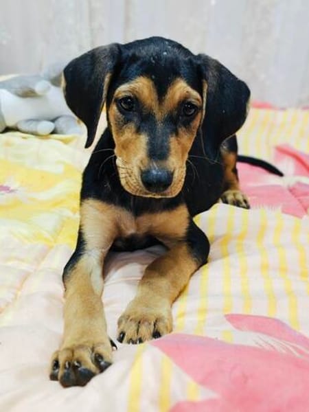Kalina ein bezauberndes Hundekind