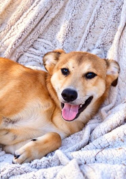 Peanut (Kreta)-Offener & verspielter Junghund sucht sein Für