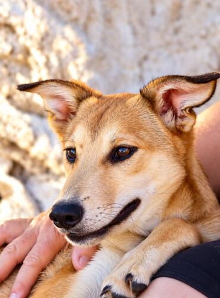 Peanut (Kreta)-Offener & verspielter Junghund sucht sein Für