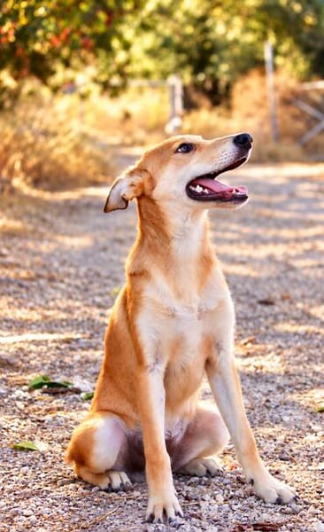 Peanut (Kreta)-Offener & verspielter Junghund sucht sein Für