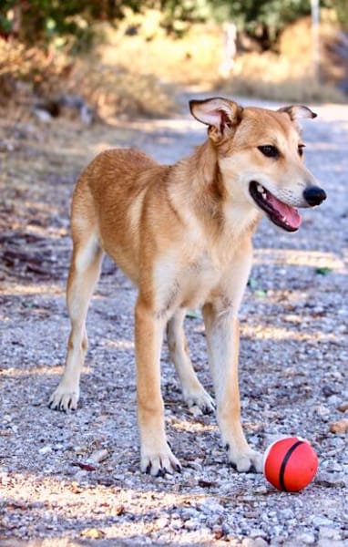 Peanut (Kreta)-Offener & verspielter Junghund sucht sein Für