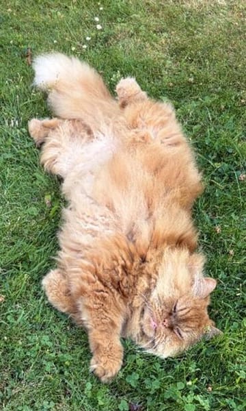Vinny