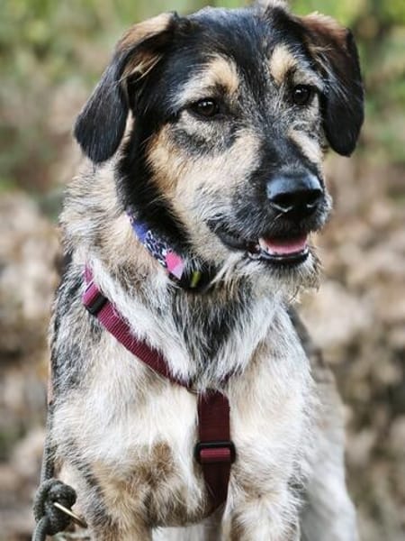 Gaia  kein Hund für große Abenteuer