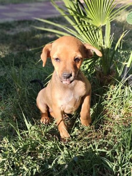 Miya ein kleines Pinschermix Mädchen