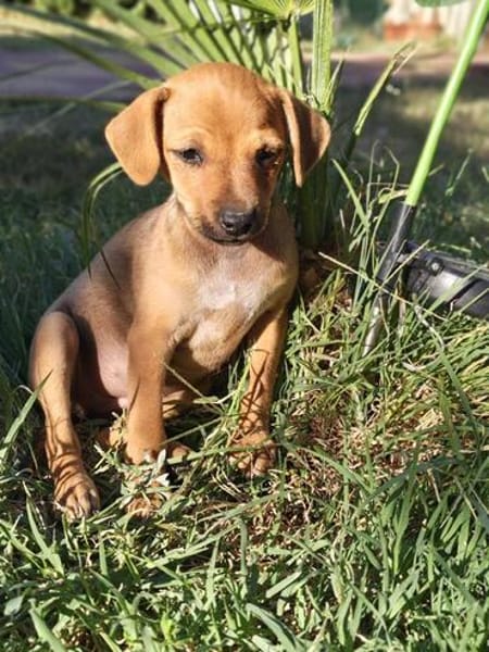 Miya ein kleines Pinschermix Mädchen