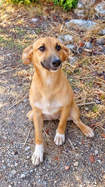 Toffee (Kreta) -Kleine Pfoten- großes Herz!