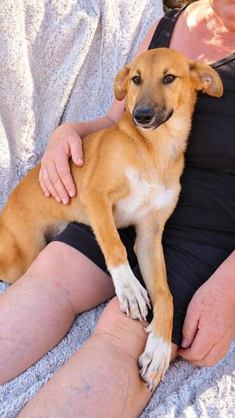 Toffee (Kreta) -Kleine Pfoten- großes Herz!