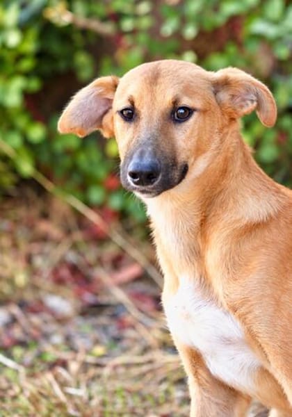 Toffee (Kreta) -Kleine Pfoten- großes Herz!